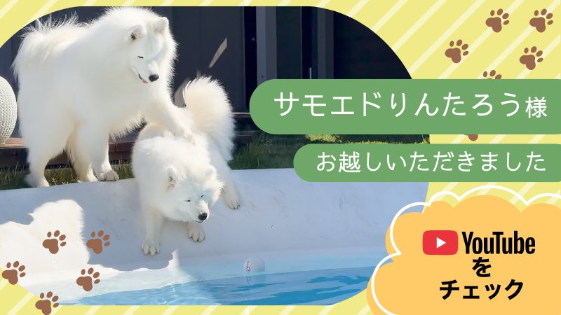 サモエドりんたろう様YouTube