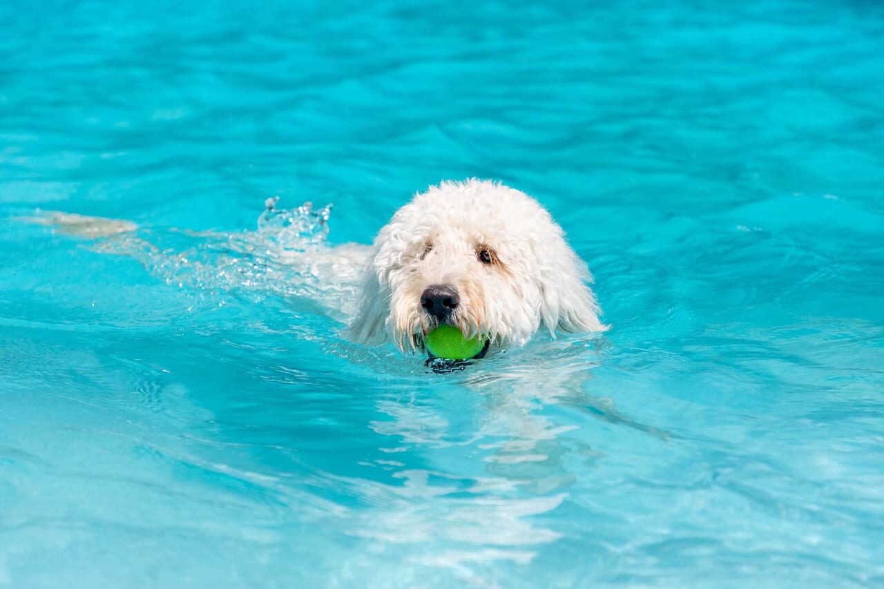 全室プライベートプール付き