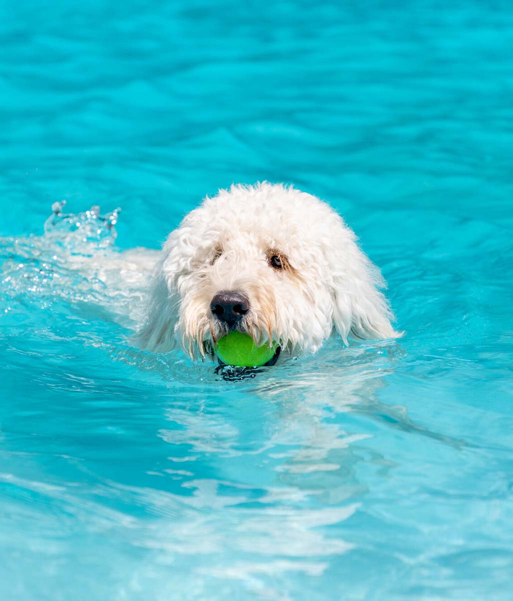 全室プライベートプール付き